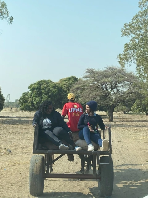 Ladies riding in an oxcart: An Oxtcart is a mode of transport where a trailer is pulled by 2cows or 1cow and 1donkey. The Trailer is used to carry people and different goods