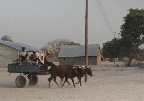 Travelers using a oxcart (trailer been pulled by cows)