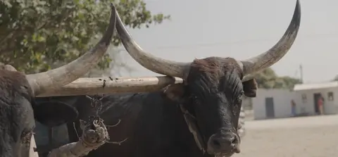 cows tied to an oxcart in shangombo town