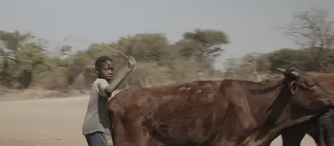 a young boy hearding cattle