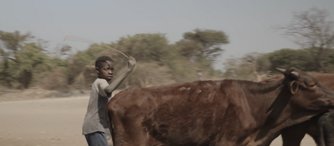 Mukwerumeana aa futithsa ngombe