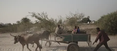 Travelers using a oxcart (trailer been pulled by cows)