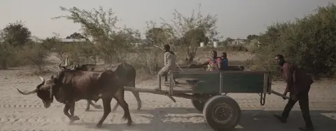 Travelers using a oxcart (trailer been pulled by cows)